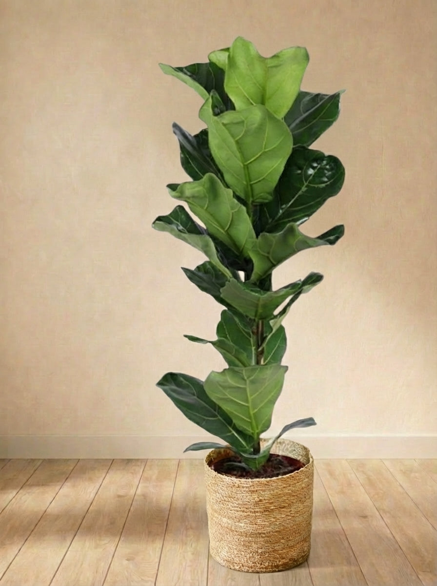 Ficus Lyrata