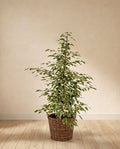 Ficus benjamina Twilight (h95cm)