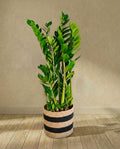 Zamioculcas Zamifiolias