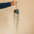 Grand Ceropegia Woodii
