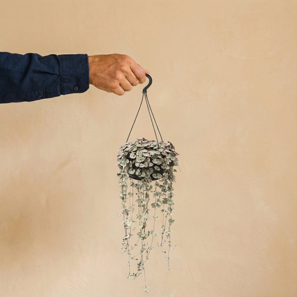 Grand Ceropegia woodi
