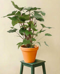 Homalomena Maggy
