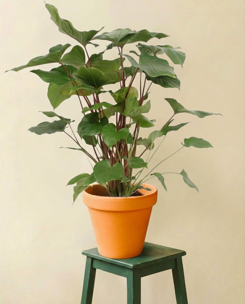 Homalomena Maggy