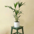 Howea Forsteriana Kentia (d17cm H75cm)