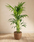Kentia Howea