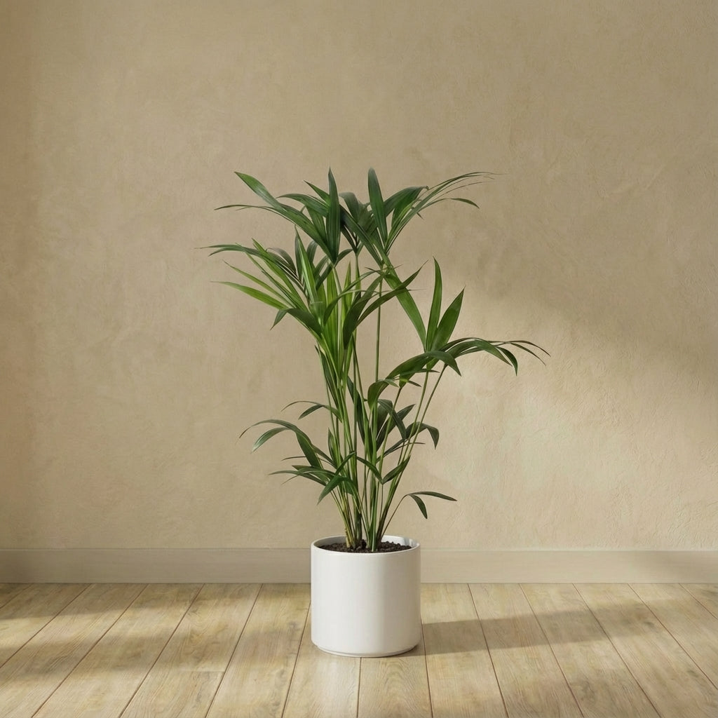 Howea Forsteriana (d19cm H80cm)