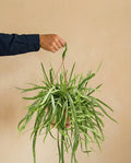 Lepismium Bolivianum