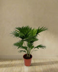 Livistona Rotundifolia (h70cm)