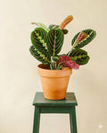 Maranta Fascinator