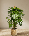 Monstera Deliciosa avec tuteur