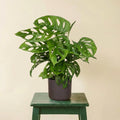 Monstera Monkey Leaf