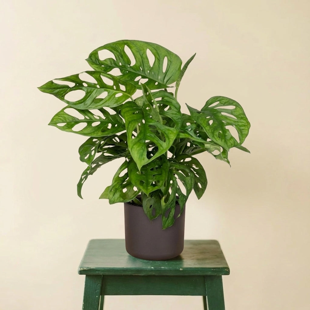 Monstera Monkey Leaf