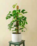 Monstera Minima sur tuteur