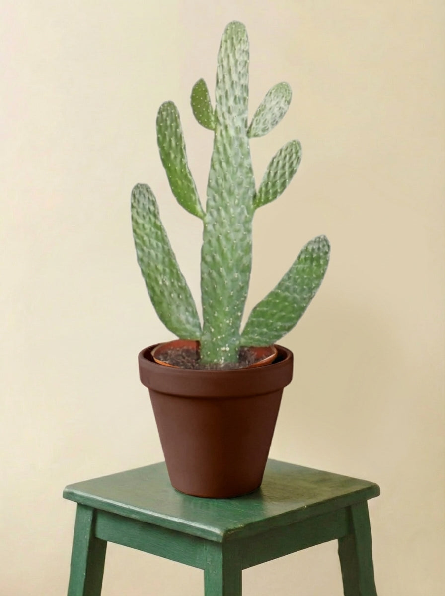 Opuntia Consolea