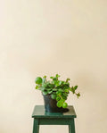 Peperomia Hope