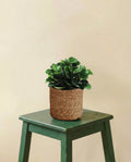 Peperomia Burning Bush