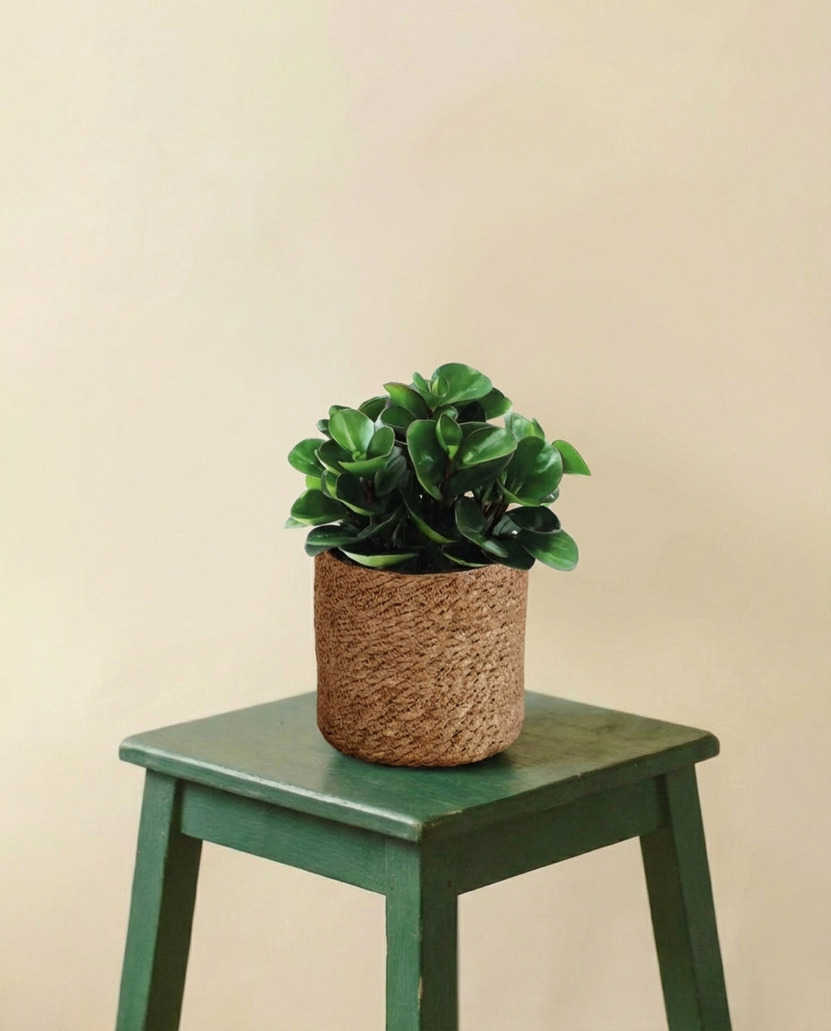 Peperomia Burning Bush