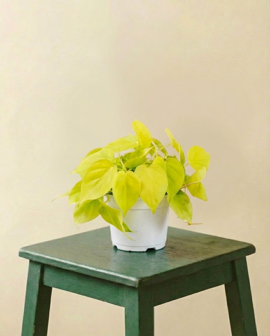 Petit Philodendron Lime
