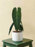 Philodendron Melanochrysum