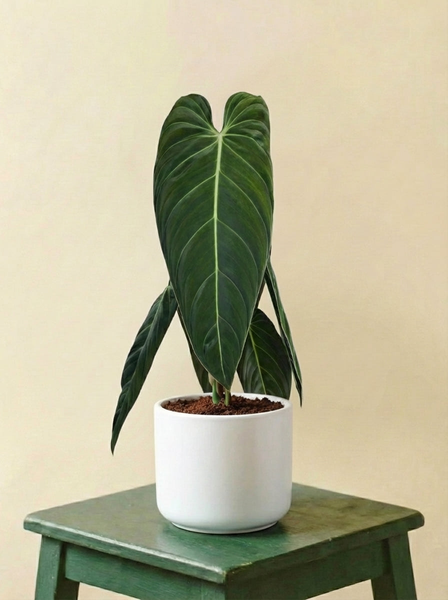Philodendron Melanochrysum