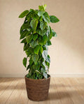 Philodendron Scandens