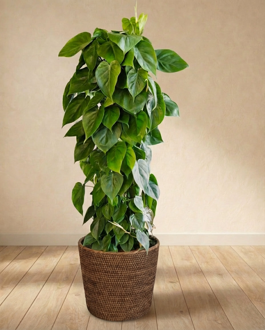 Philodendron Scandens