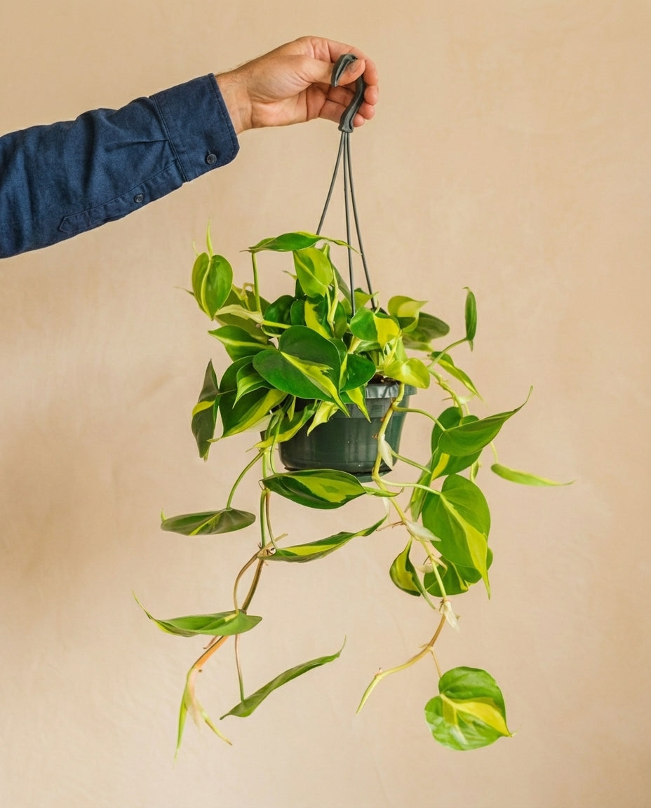 Philodendron scandens Brazil