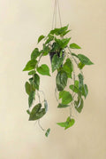 Philodendron plante artificielle (h80cm / Ø18cm)