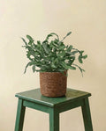 Phlebodium Blue Star