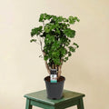 Polyscias Roble