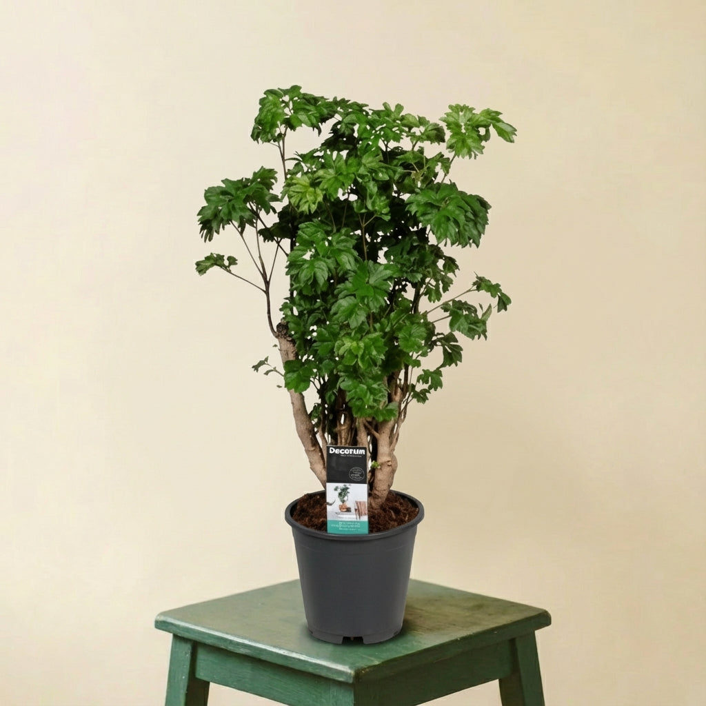 Polyscias Roble