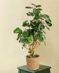 Polyscias Fabian