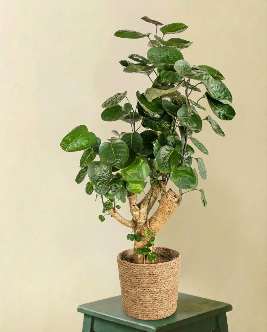 Polyscias Fabian