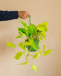 Pothos Neon Gold