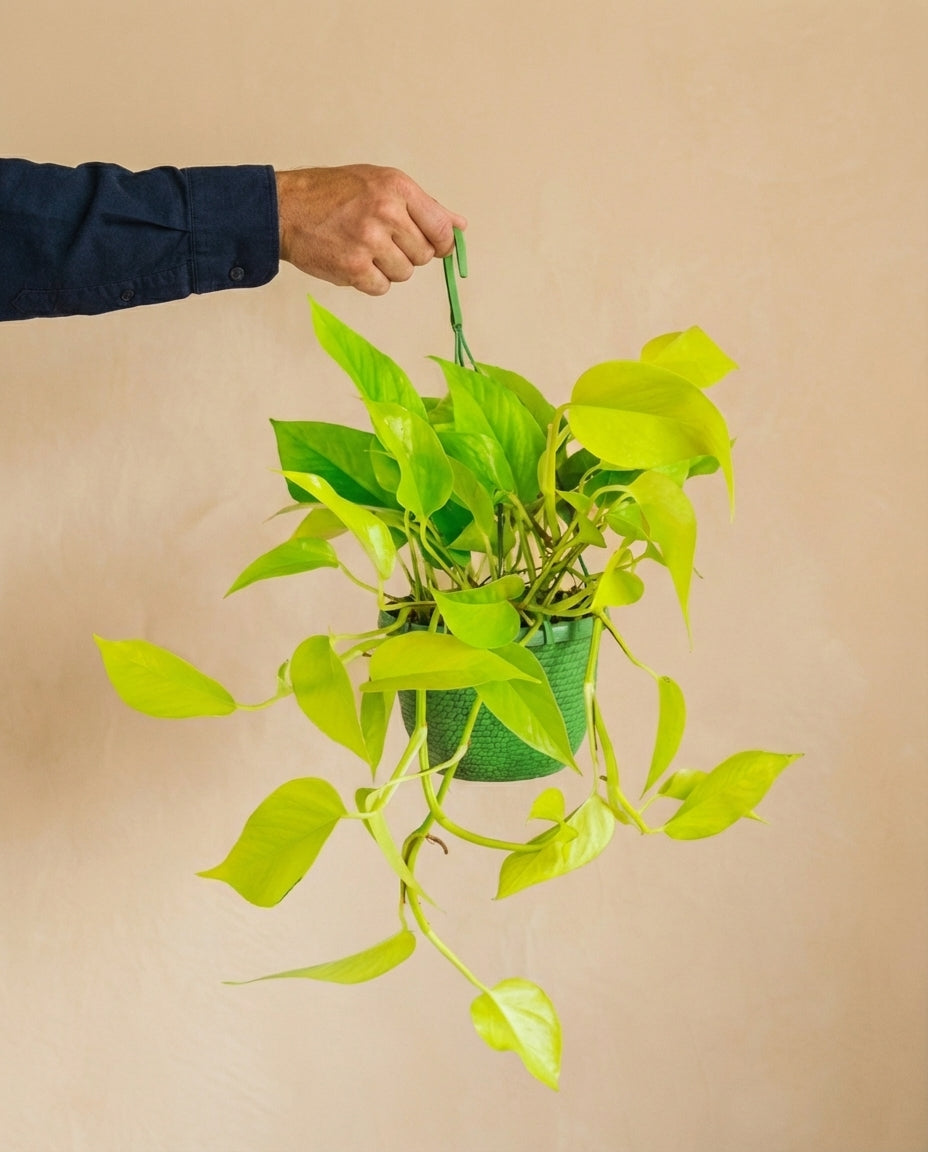Pothos Neon Gold