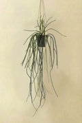 Rhypsalis Coral Cactus plante artificielle (h85cm / Ø15cm)