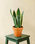 Sansevieria futura superba