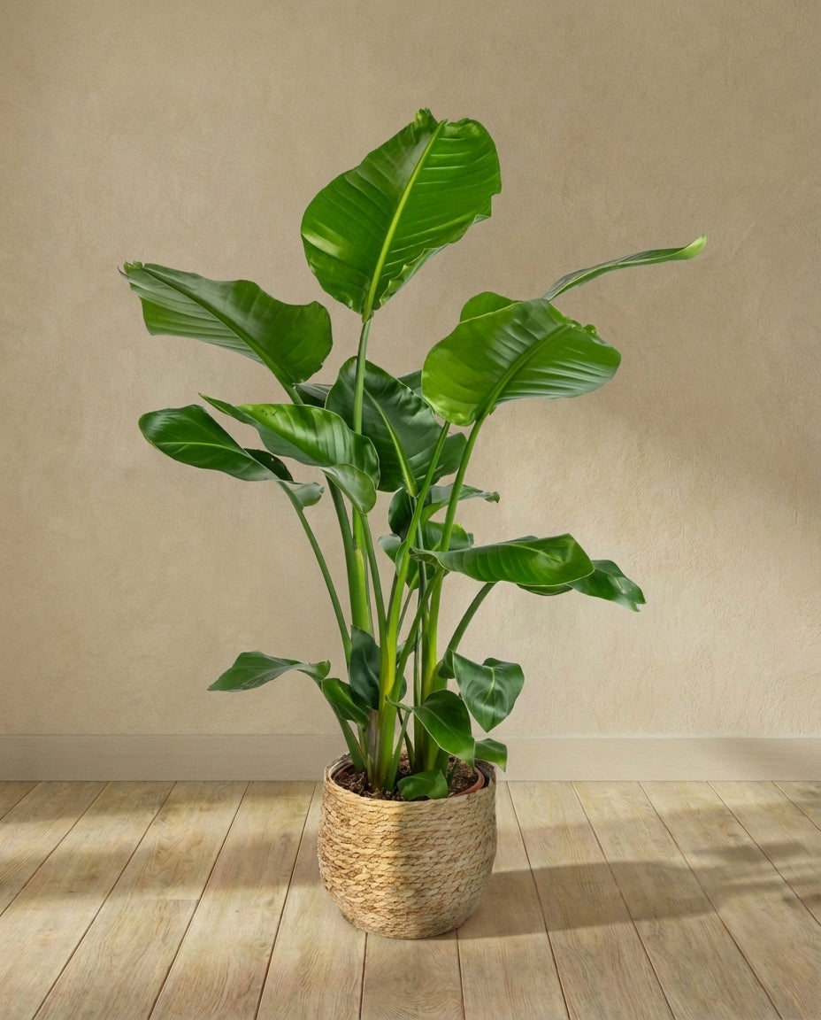 Strelitzia nicolai