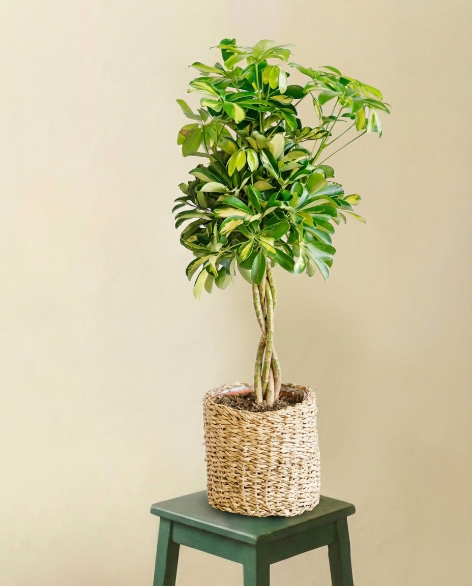 Schefflera Gold Capella
