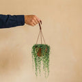 Senecio Herreianus