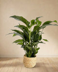 Spathiphyllum Bellini