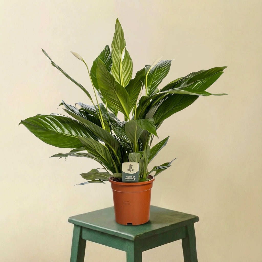 Spathiphyllum Bingo Cupido