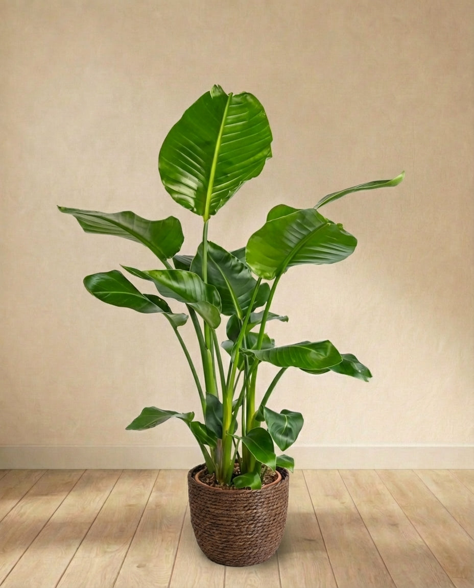 Strelitzia Nicolai (100cm)