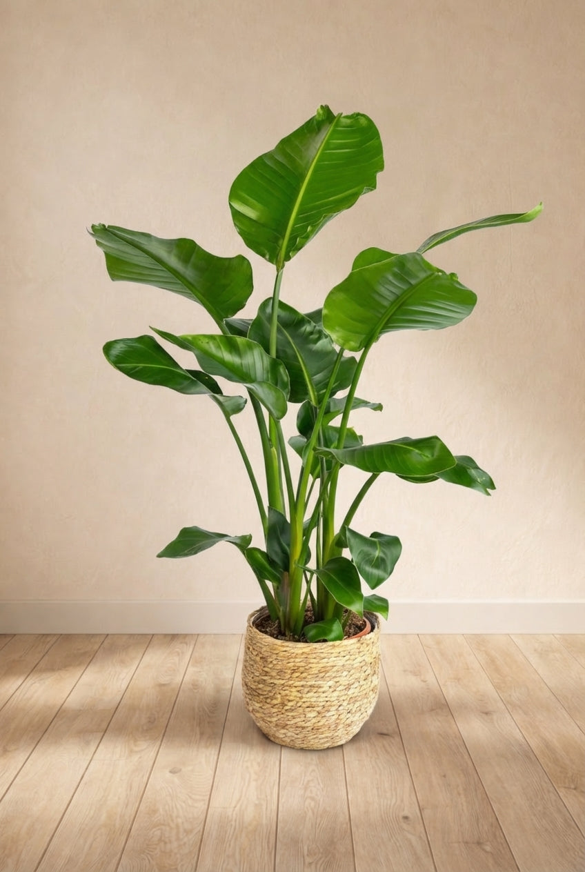 Strelitzia Nicolai
