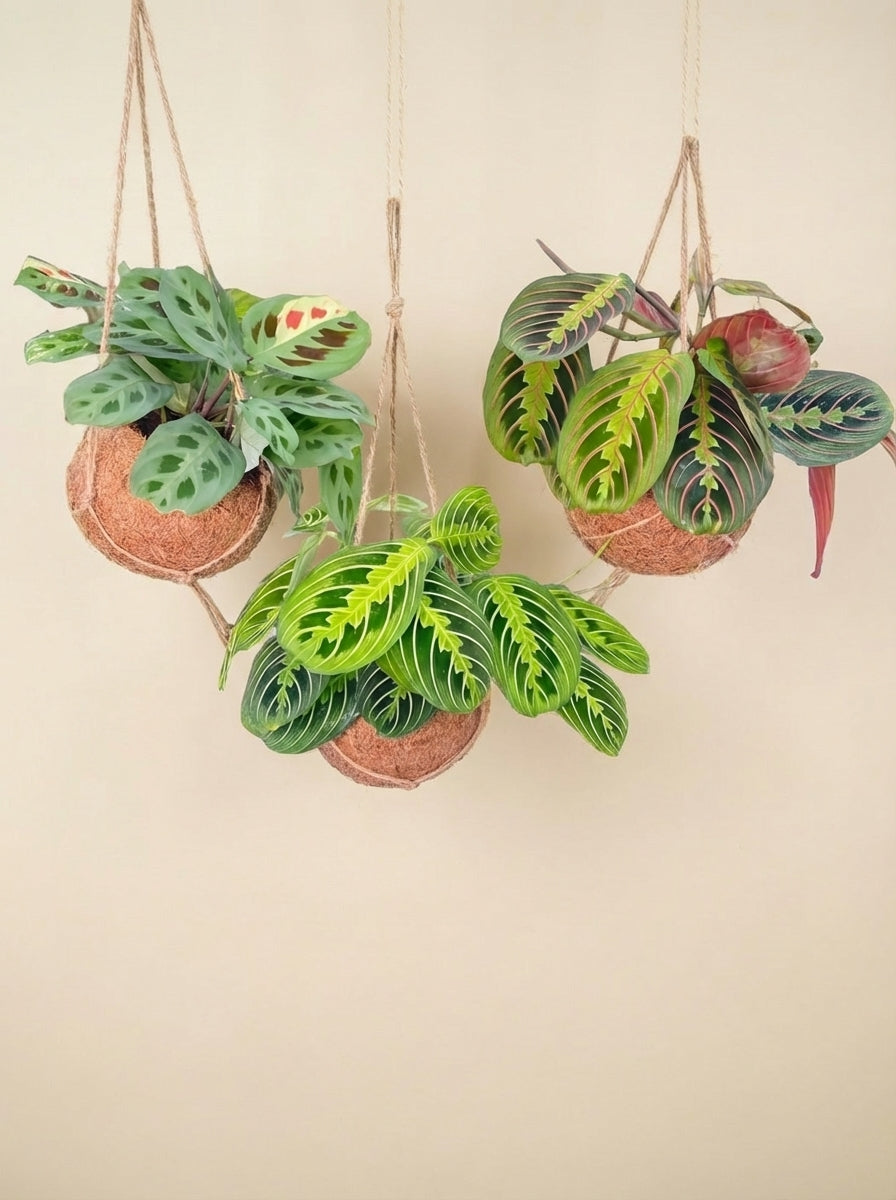 Box - 3 kokodama Maranta