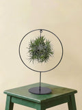 Tillandsia sur socle (ø 17cm)