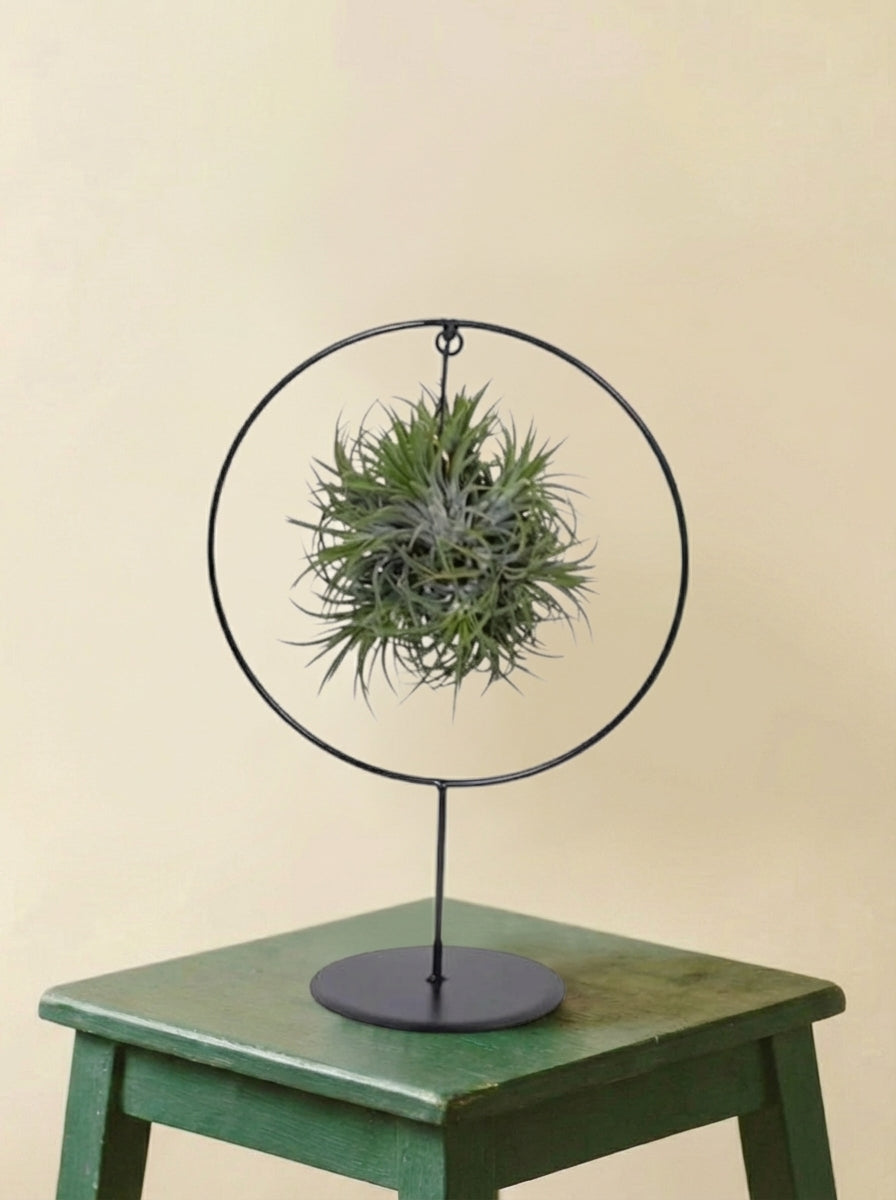 Tillandsia sur socle (ø 17cm)