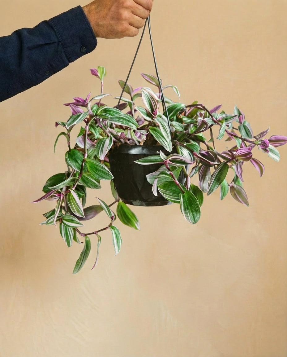 Tradescantia Zebrina Violette