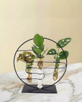 Trio de boutures en hydroculture sur socle design