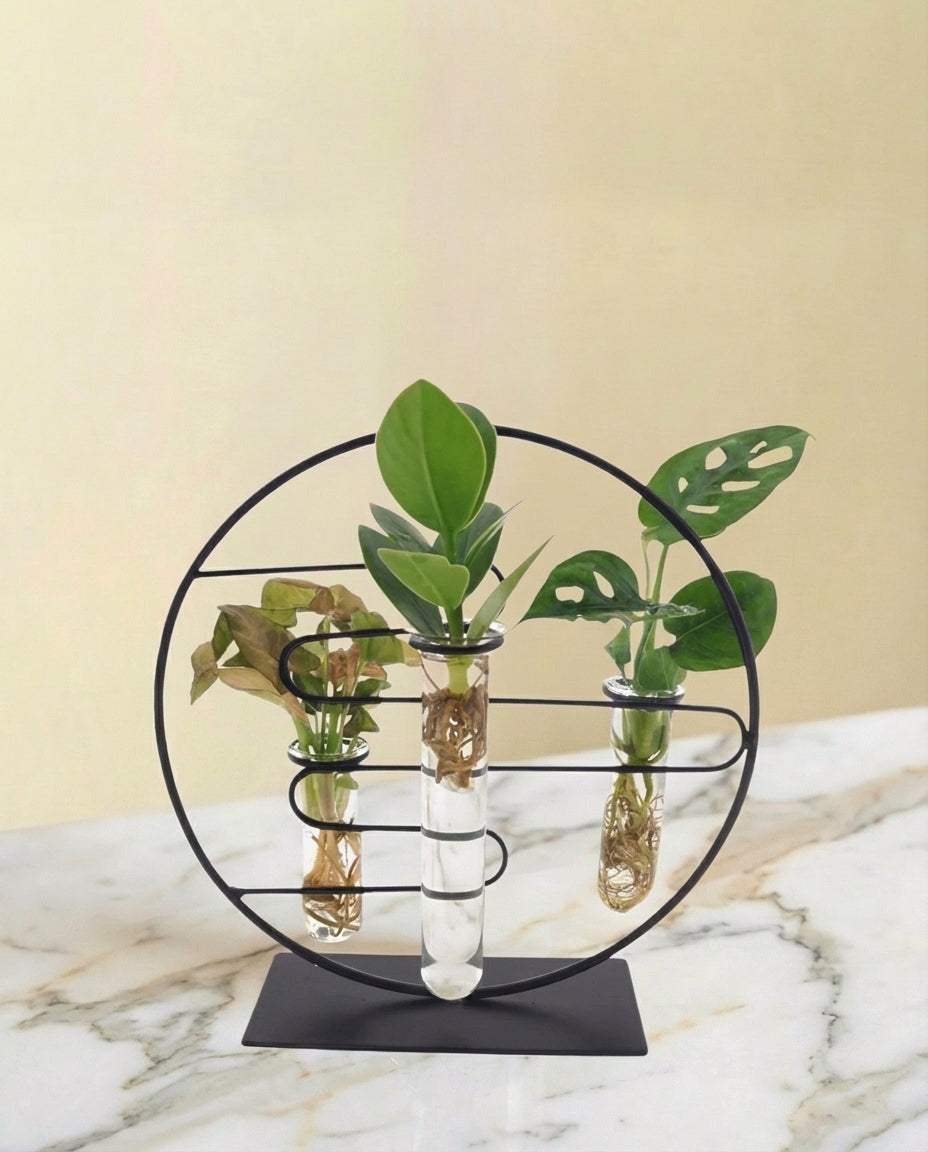 Trio de boutures en hydroculture sur socle design